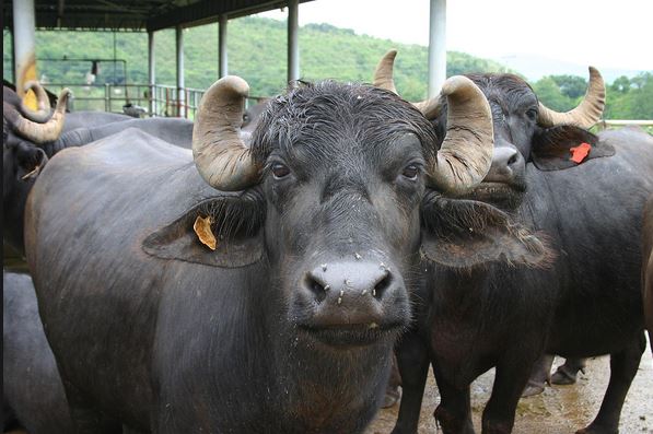 Govt considers redefining cattle to exclude buffaloes as protests grow